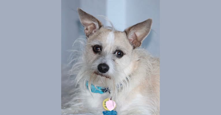 Photo of Rascal, a Chihuahua, Poodle (Small), and Miniature Schnauzer mix in Texas, USA