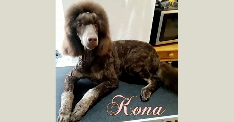 Photo of Kona, a Poodle  in Utah, USA