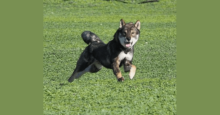 Taiki, a Shikoku tested with EmbarkVet.com