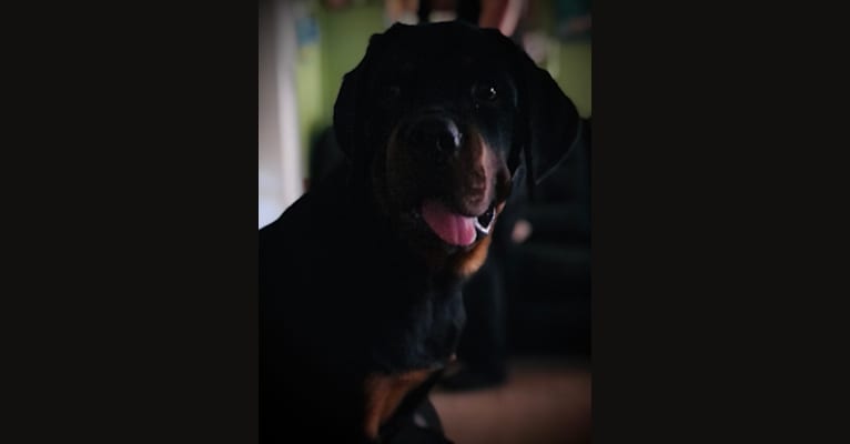 Chompy, a Rottweiler tested with EmbarkVet.com