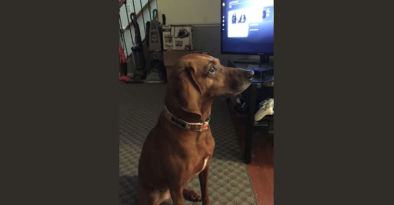 Haley, a Redbone Coonhound tested with EmbarkVet.com