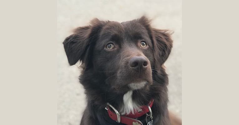 Buddy, a Labrador Retriever and Staffordshire Terrier mix tested with EmbarkVet.com