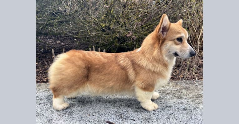 Lidia, a Pembroke Welsh Corgi tested with EmbarkVet.com