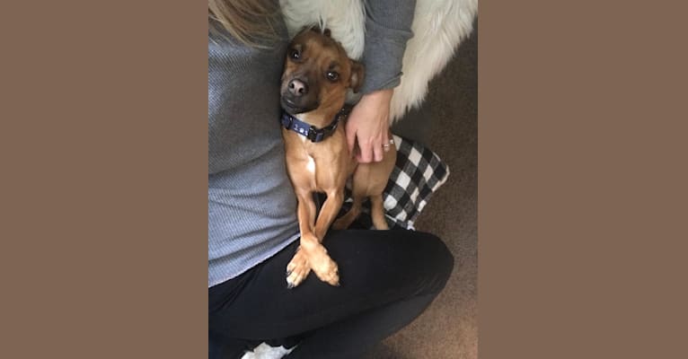 Jacob, a Russell-type Terrier and Pug mix tested with EmbarkVet.com