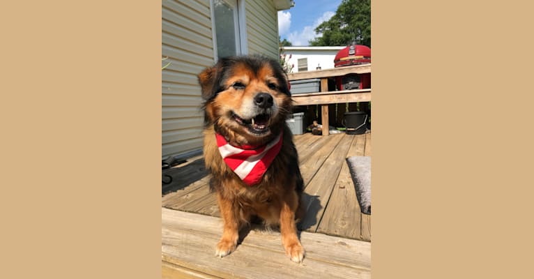 Mally, a Cocker Spaniel and Chow Chow mix tested with EmbarkVet.com