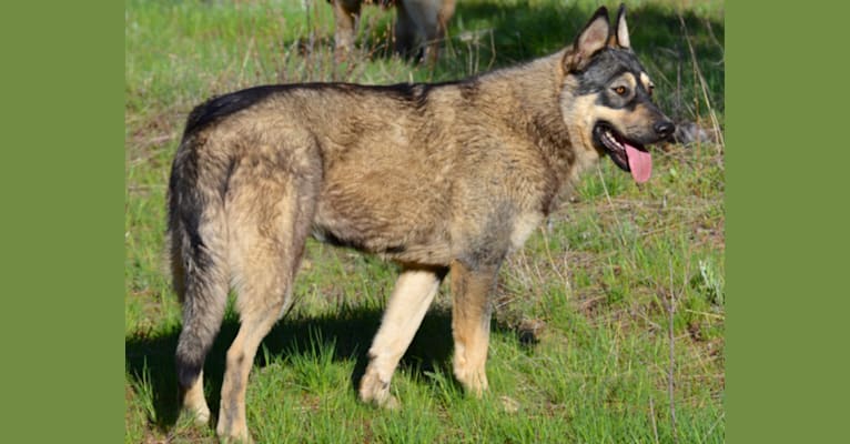 Ana, a German Shepherd Dog and Alaskan Malamute mix tested with EmbarkVet.com