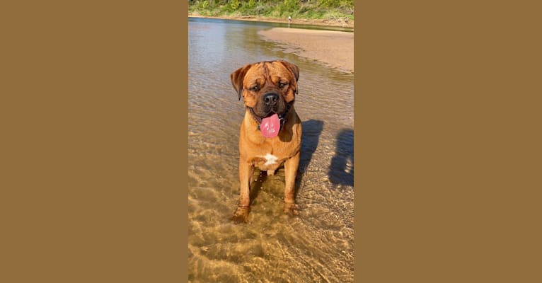Photo of Roscoe, a Dogue de Bordeaux and Rottweiler mix in Longview, TX, USA