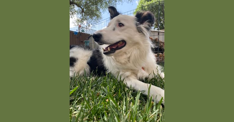 Poppy, a Border Collie tested with EmbarkVet.com