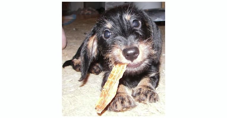 Bentley, a Dachshund tested with EmbarkVet.com