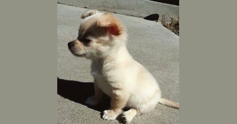 Tyrael, a Chihuahua and Pomeranian mix tested with EmbarkVet.com