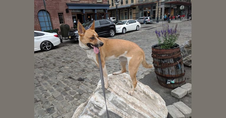 Gracie, an Australian Cattle Dog and Boxer mix tested with EmbarkVet.com