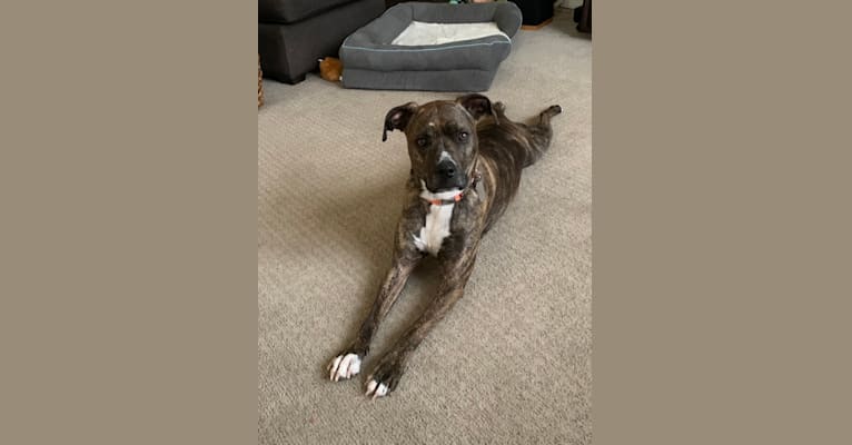 Birdie, a Staffordshire Terrier and Boxer mix tested with EmbarkVet.com