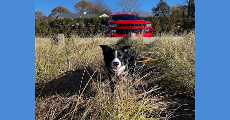 Arlo, a Border Collie tested with EmbarkVet.com