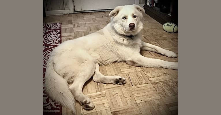 Zeus, a Siberian Husky and American Pit Bull Terrier mix tested with EmbarkVet.com