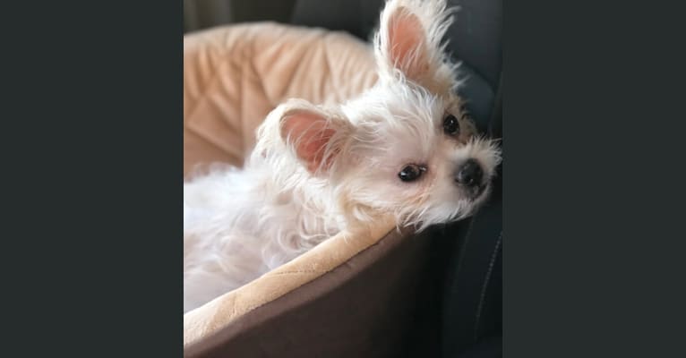 Graci, a Pug and Chihuahua mix tested with EmbarkVet.com