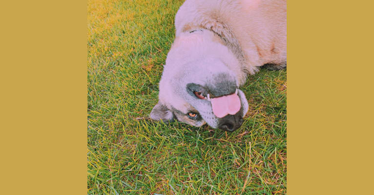 Photo of Tiko, a German Shepherd Dog, Perro de Presa Canario, and Mixed mix in Foley, MN, USA