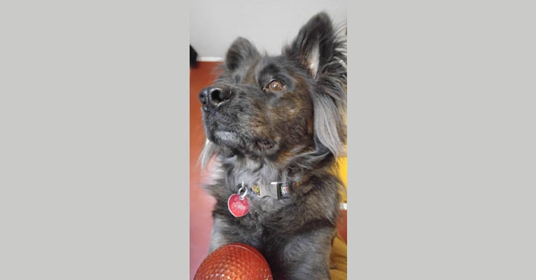 MJ, a Chow Chow and Australian Cattle Dog mix tested with EmbarkVet.com
