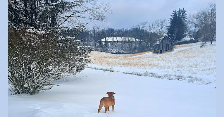 Photo of Freddy, a Siberian Husky, Bluetick Coonhound, Beagle, Chinese Shar-Pei, and Shetland Sheepdog mix in Buckhannon, West Virginia, USA