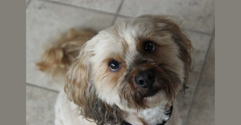 Biscuit, a Cocker Spaniel and Poodle (Small) mix tested with EmbarkVet.com