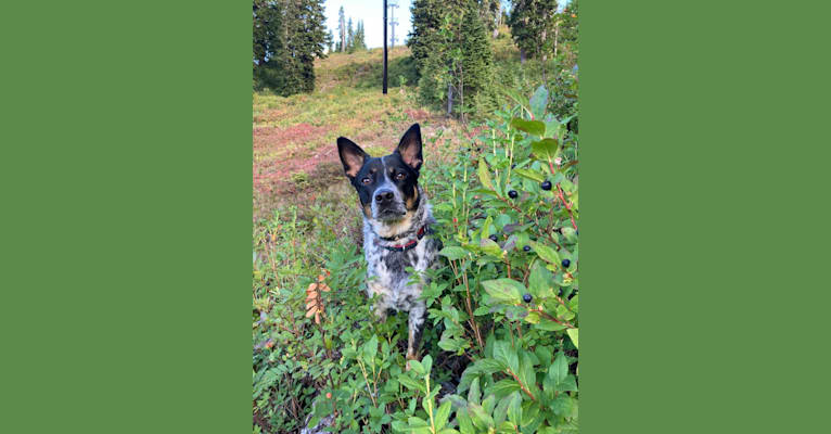 Lily, an Australian Cattle Dog and Border Collie mix tested with EmbarkVet.com