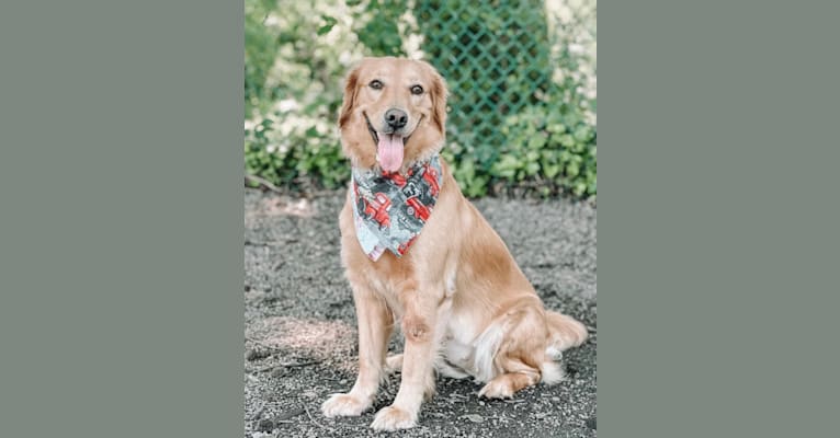 Photo of Marley, a Golden Retriever  in Coatesville, PA, USA
