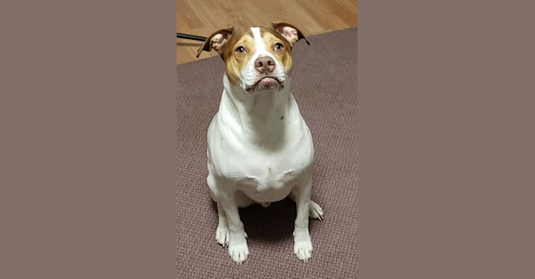 Wiley, a Staffordshire Terrier and Labrador Retriever mix tested with EmbarkVet.com