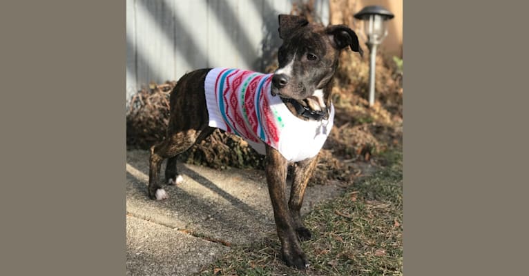 Dax, an American Pit Bull Terrier and Boxer mix tested with EmbarkVet.com