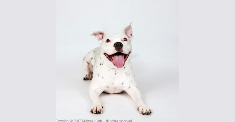 B.O.T. (Brienne of Tarth), an American Pit Bull Terrier and American Bulldog mix tested with EmbarkVet.com