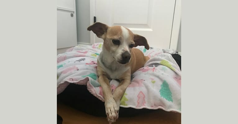 Alfie, a Chihuahua and Pomeranian mix tested with EmbarkVet.com