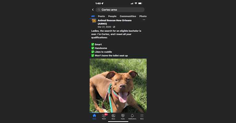 Cortéz, an American Pit Bull Terrier tested with EmbarkVet.com