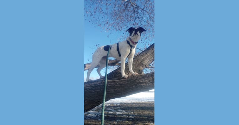 Stella, an American Pit Bull Terrier and German Shepherd Dog mix tested with EmbarkVet.com