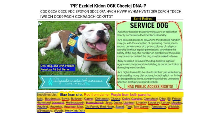 Zeke, an American Pit Bull Terrier tested with EmbarkVet.com
