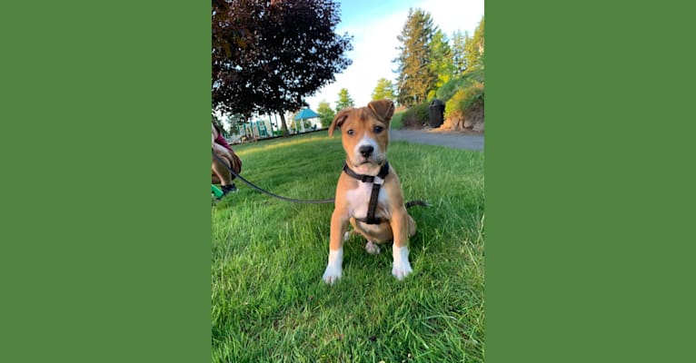 Photo of Larry, an American Pit Bull Terrier, American Staffordshire Terrier, and Mixed mix in Tacoma, Washington, USA