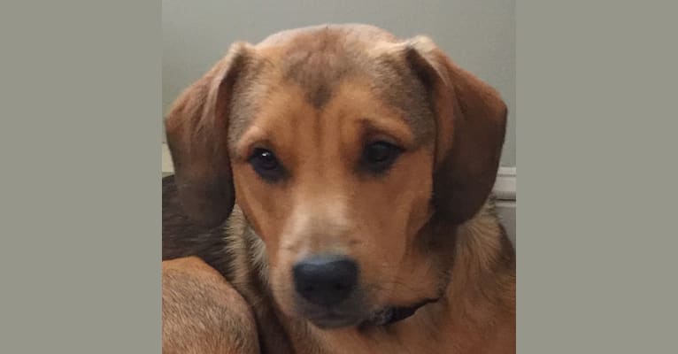 Comish, a Labrador Retriever and Staffordshire Terrier mix tested with EmbarkVet.com