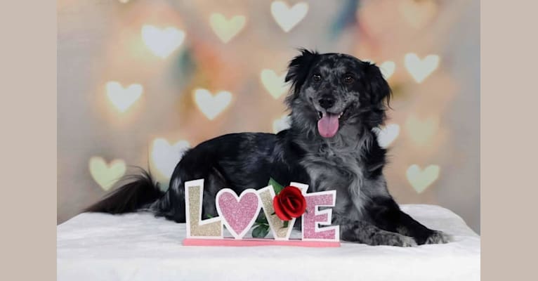 Oreo, a Rottweiler and Keeshond mix tested with EmbarkVet.com