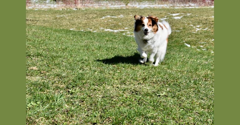 Cooper, an Australian Cattle Dog and Shih Tzu mix tested with EmbarkVet.com