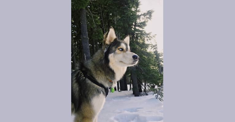 Wile E., a Siberian Husky and German Shepherd Dog mix tested with EmbarkVet.com