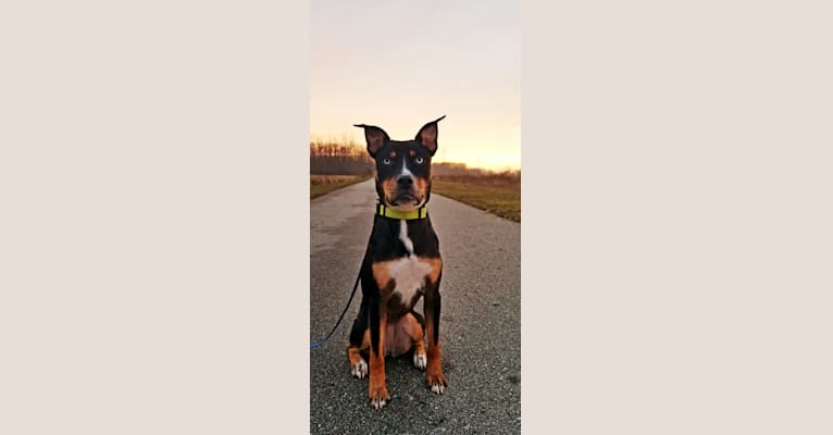 Envy, an American Pit Bull Terrier and Rottweiler mix tested with EmbarkVet.com