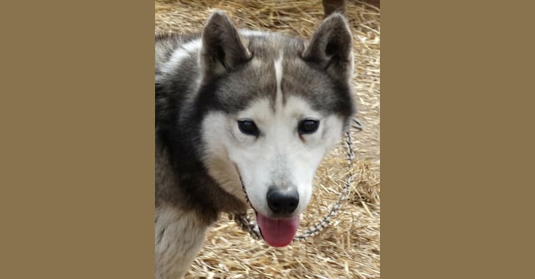Photo of Uno, a Siberian Husky  in Phelps, Wisconsin, USA