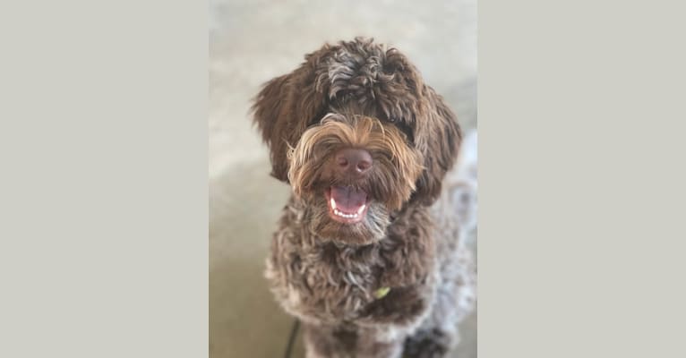 Ruby, a Portuguese Water Dog tested with EmbarkVet.com