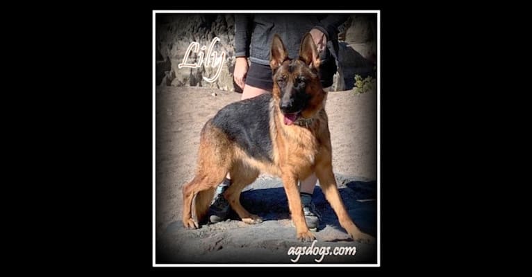 Lily, a German Shepherd Dog tested with EmbarkVet.com
