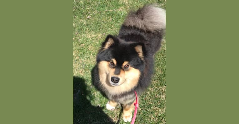 Bandit, a Finnish Lapphund tested with EmbarkVet.com