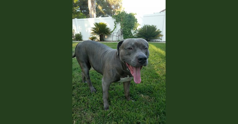 Left Brain, an American Bully and American Bulldog mix tested with EmbarkVet.com