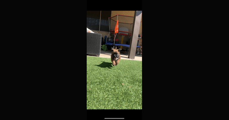 Diego, a Mastiff and German Shepherd Dog mix tested with EmbarkVet.com