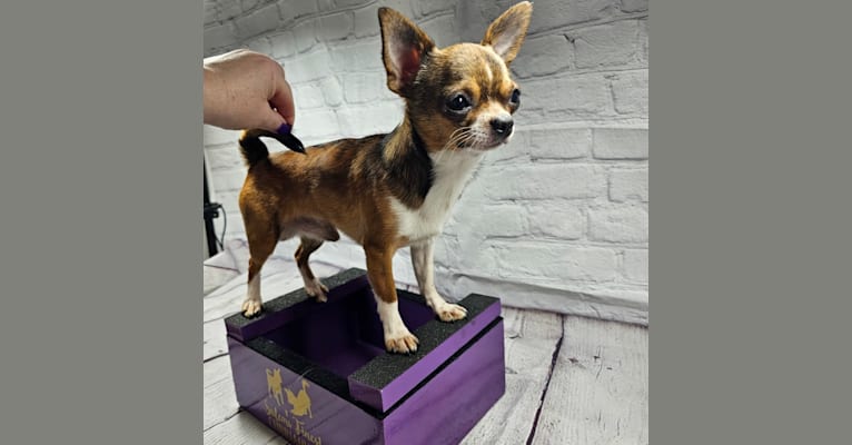 Vegas, a Chihuahua tested with EmbarkVet.com