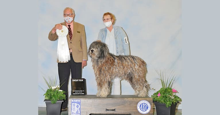 Reagan, a Bergamasco Sheepdog tested with EmbarkVet.com