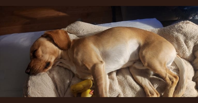 Skylar, a Cocker Spaniel and Chihuahua mix tested with EmbarkVet.com