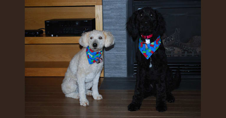 Photo of Tynan, a Poodle (Standard) and Labrador Retriever mix in North Bay, Ontario, Canada