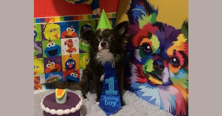 Photo of Angelo Prieto Matos, a Chihuahua  in Mulberry, FL, USA