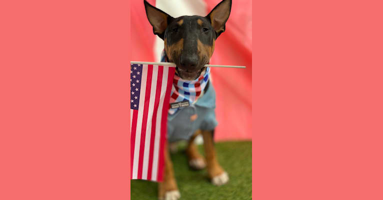 Barrington Sterling Edwards, a Bull Terrier tested with EmbarkVet.com